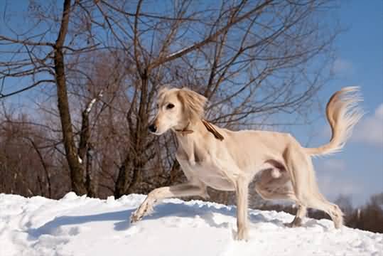 Saluki Dog Runnin In Snow