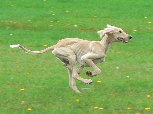 Saluki Dog Running Outside