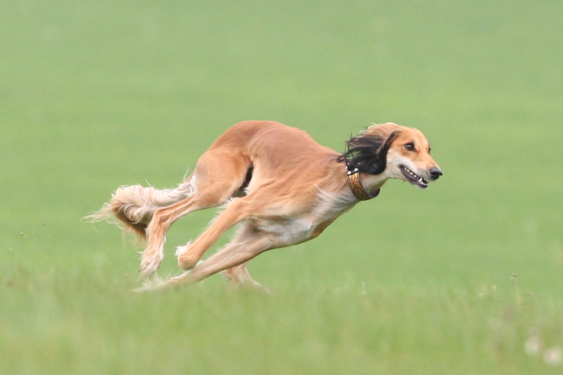 Saluki Dog Running Picture
