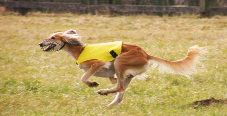 Saluki Dog Running With Wearing Muzzle