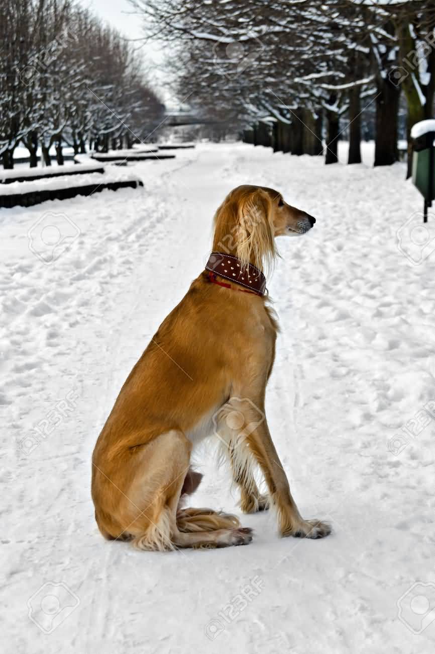 Saluki Dog Sitting On Snowy Road