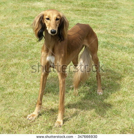 Saluki Dog Standing In Lawn