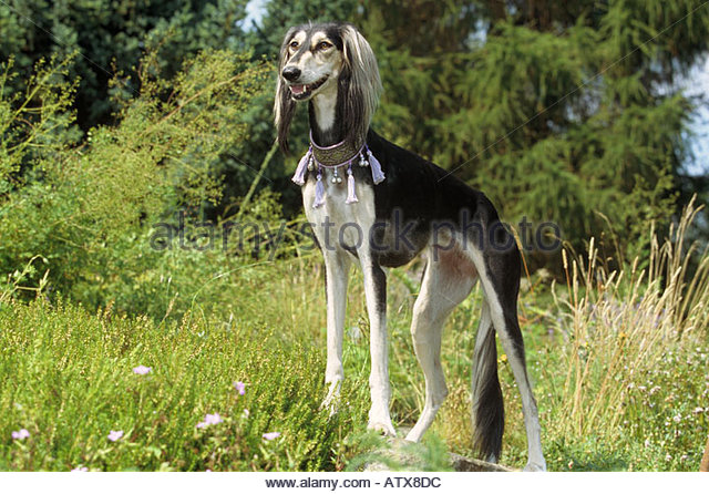 Saluki Dog Standing On Meadow