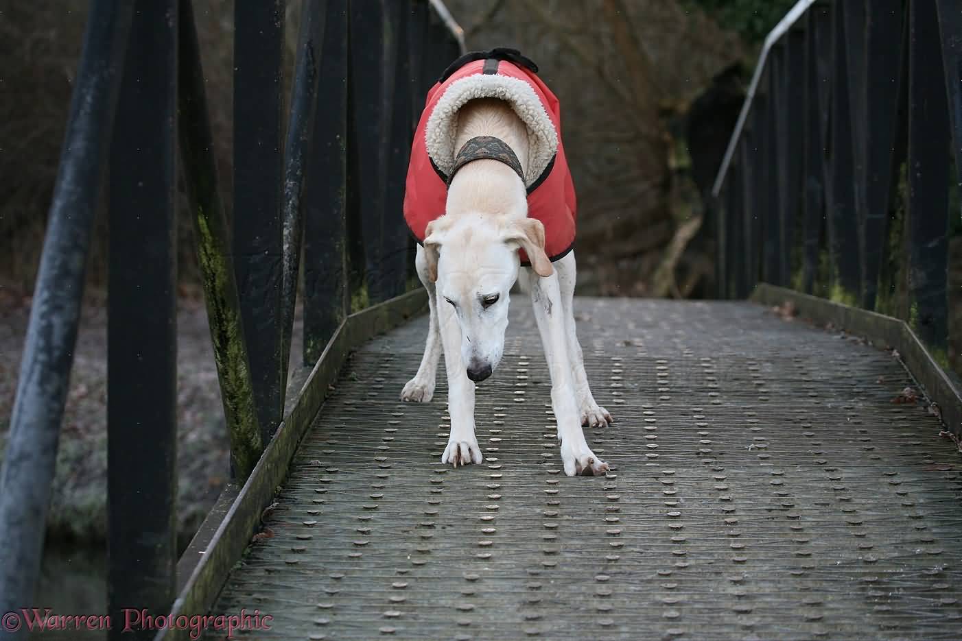 Saluki Dog Walking On Bridge