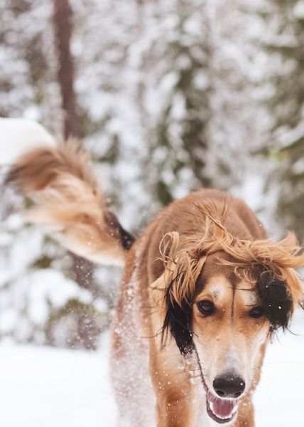Saluki Dog Walking On Snow