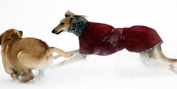 Saluki Dog Wearing Coat Playing In Snow