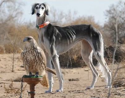 Saluki Dog With Falcon