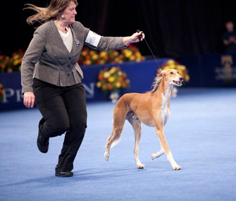 Saluki Dog With His Owner During A Dog Show