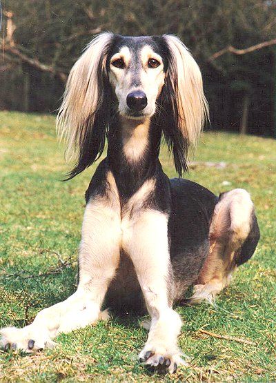 saluki dog long hair