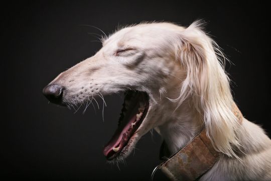 Saluki Dog Yawning Picture