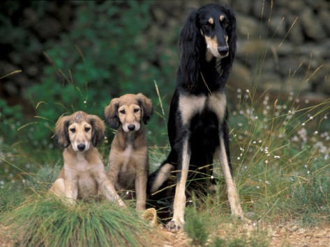 Saluki Puppies With Tan Dog Mother