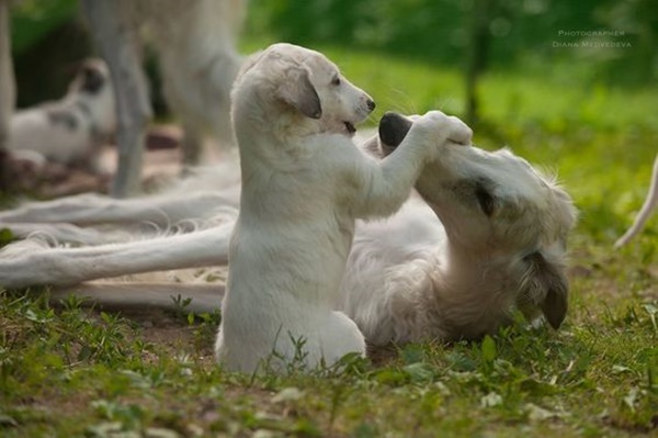 Saluki Puppy Playing With Mother Dog