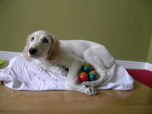 Saluki Puppy With Colorful Eggs