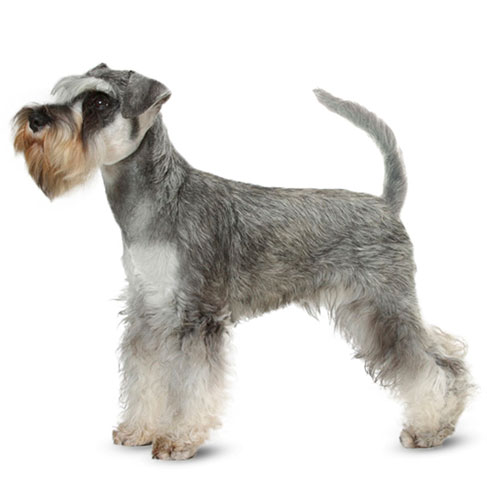 Side Pose Of Miniature Schnauzer Dog