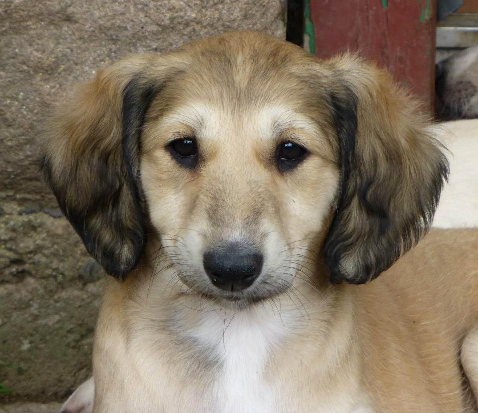 Stunning Saluki Puppy Face Picture
