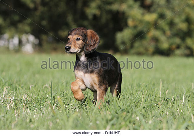 Tan Saluki Puppy Walking On Grass