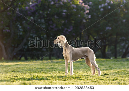 The Saluki Dog In The Garden