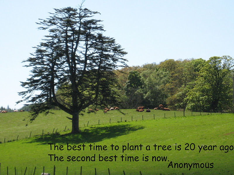 The best time to plant a tree was 20 years ago. The  second best time is now