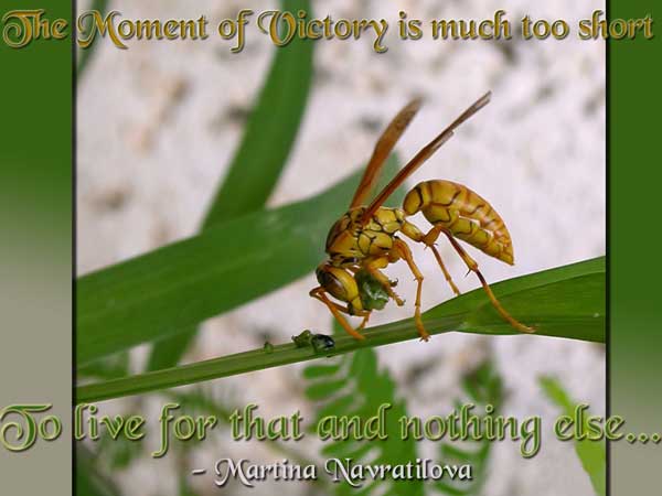 The moment of victory is much too short to live for that and nothing else. Martina Navratilova