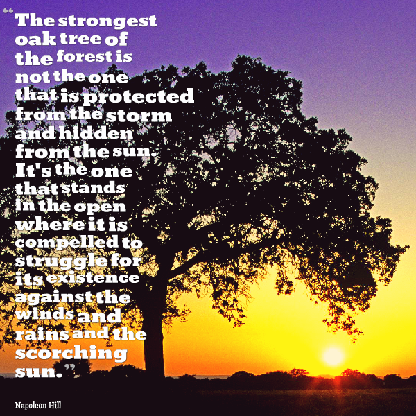 The strongest oak of the forest is not the one that is  protected from the storm and hidden from the sun. It's the  one that stands in the open where it is compelled to ... -  Napoleon Hill