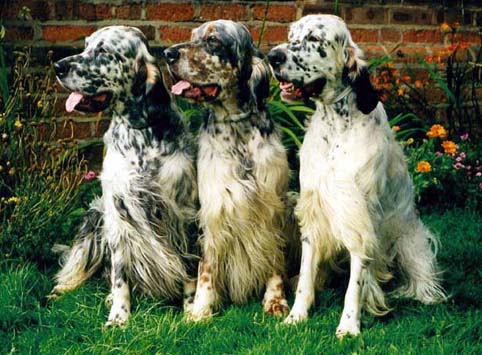 Three Adult English Setter Dogs Sitting