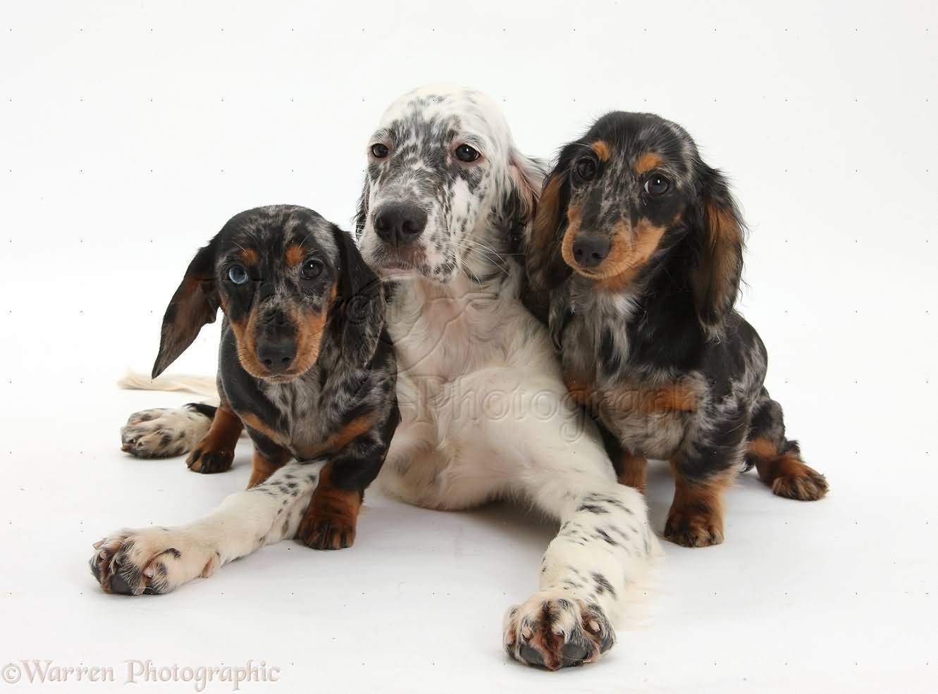 Three Beautiful English Setter Dogs