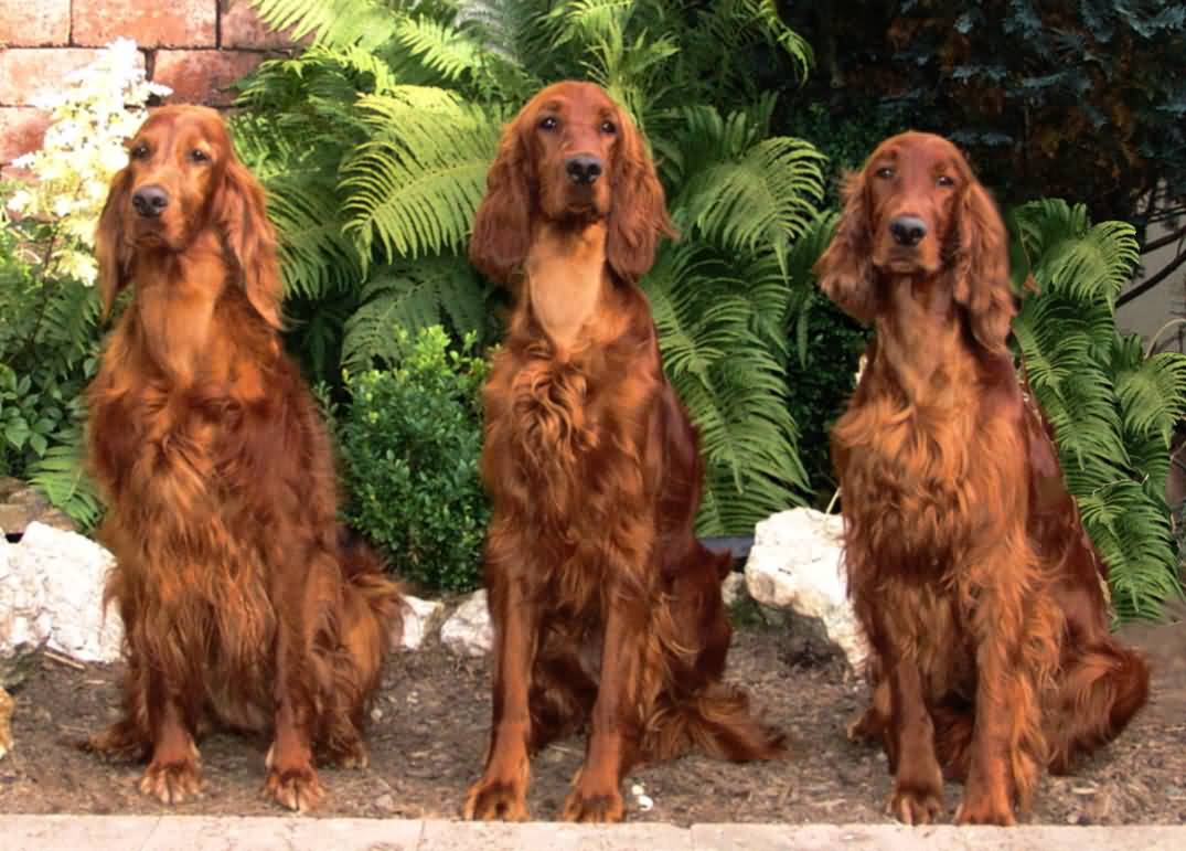 Three Beautiful Irish Setter Dogs Sitting