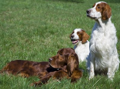 Three Beautiful Irish Setter Dogs