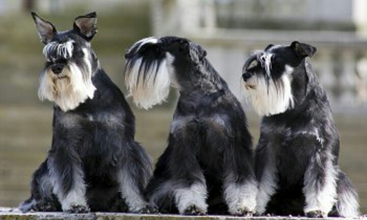 Three Beautiful Miniature Schnauzer Dogs