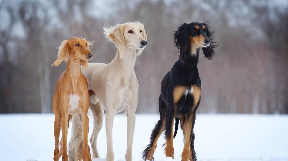 Three Beautiful Saluki Dogs Standing On Snow