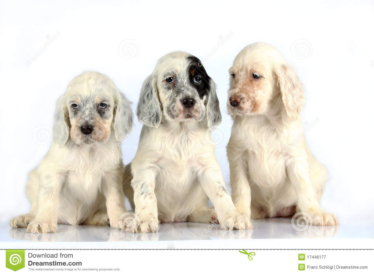 Three Cute English Setter Puppies