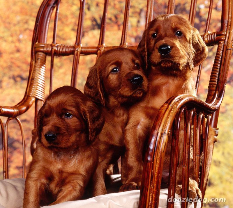 Three Cute Irish Setter Puppies Sitting On Chair