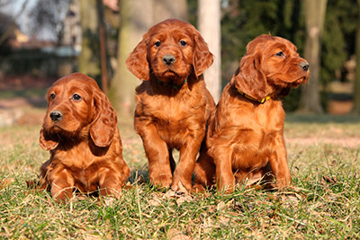 Three Cute Irish Setter Puppies