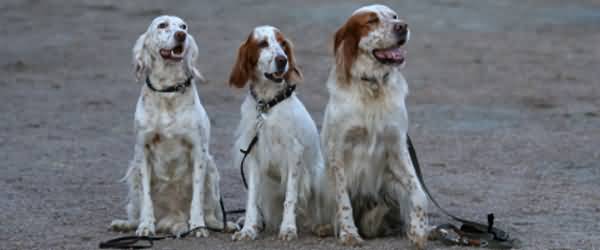 Three English Setter Dogs Sitting