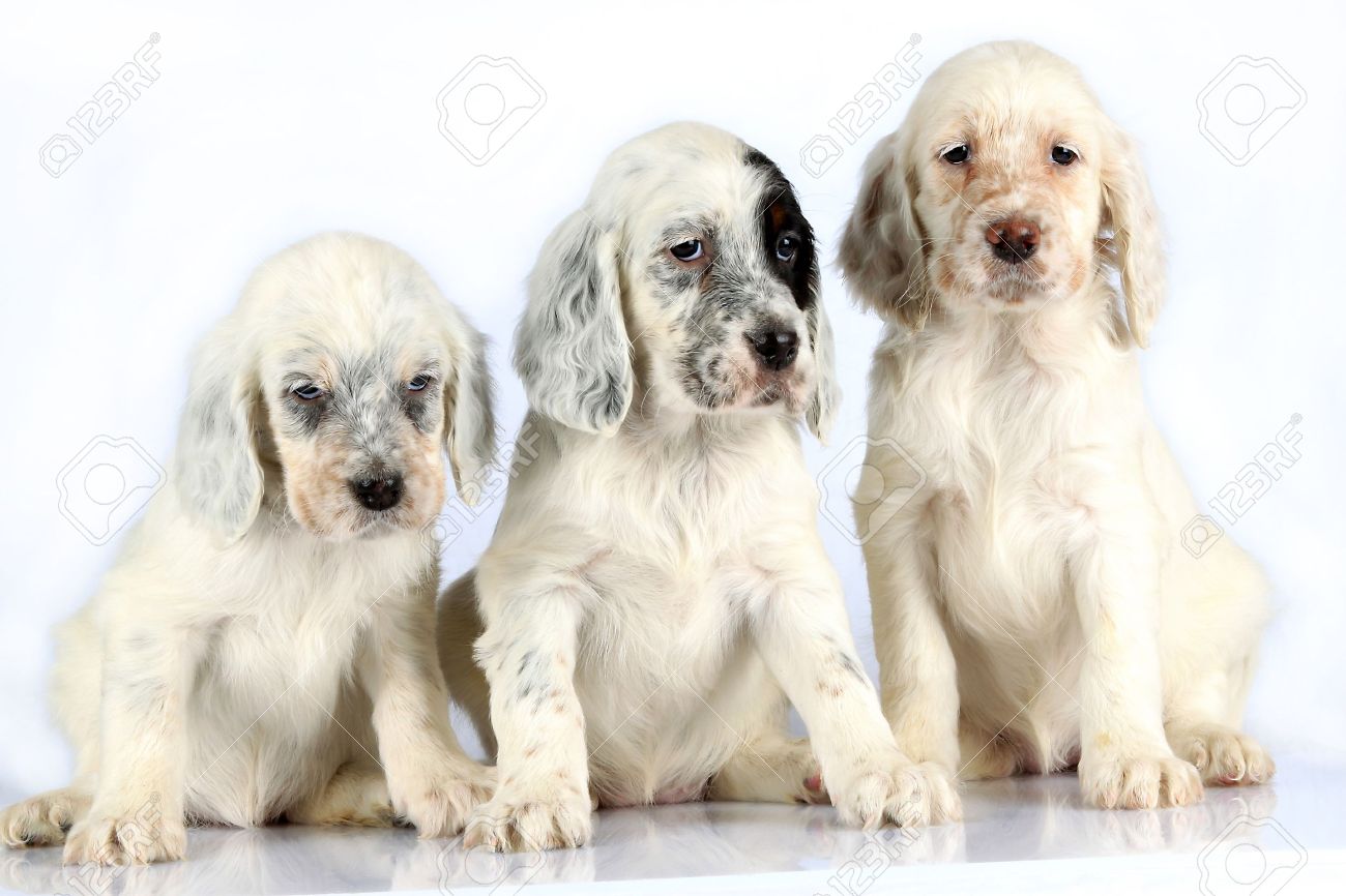 Three English Setter Puppies Isolated On White Background