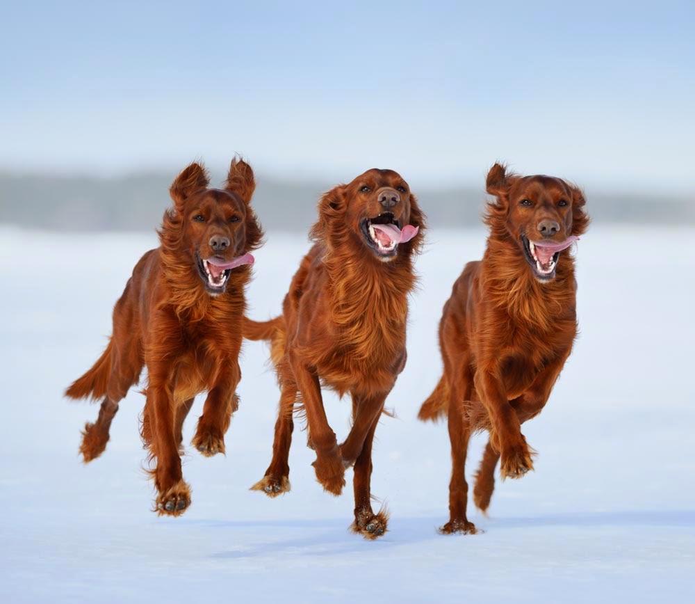 Three Irish Setter Dogs Running On Snow