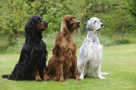 Three Irish Setter Dogs Sitting On Grass