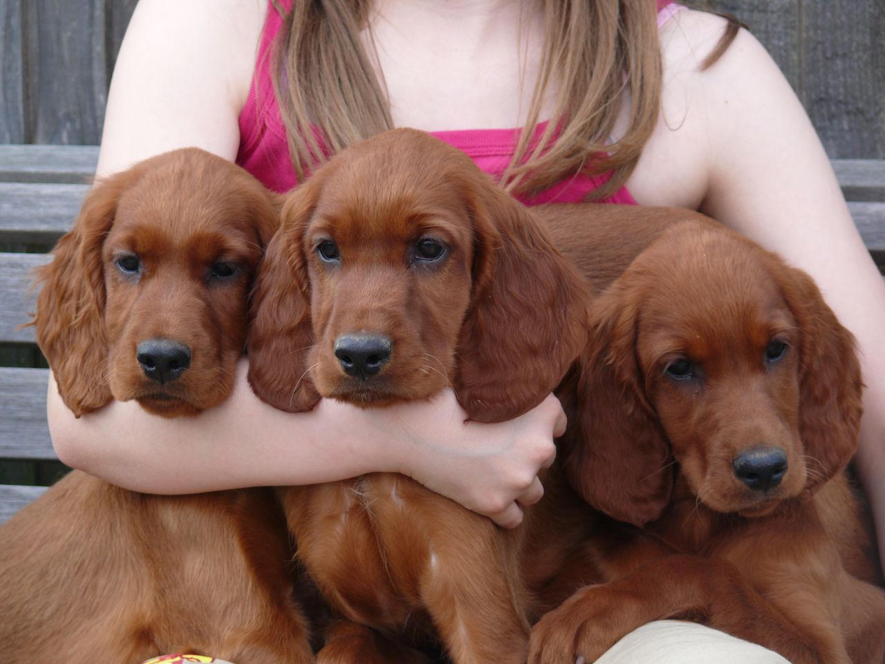 Three Irish Setter Puppies