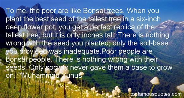 To me, the poor are like Bonsai trees. When you plant  the best seed of the tallest tree in a six-inch deep flower  pot, you get a perfect... - Muhammad Yunus