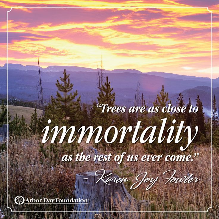 Trees are as close to immortality as the rest of us ever  come. - Karen Joy Fowler