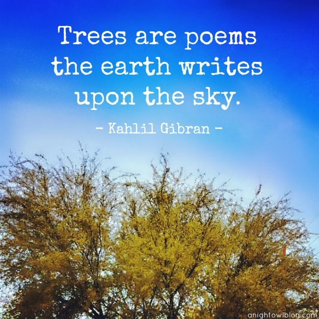 Trees are poems that the earth writes upon the sky -  Kahlil Gibran