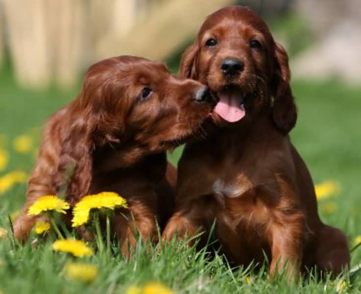 Two Adorable Playful Irish Setter Puppies