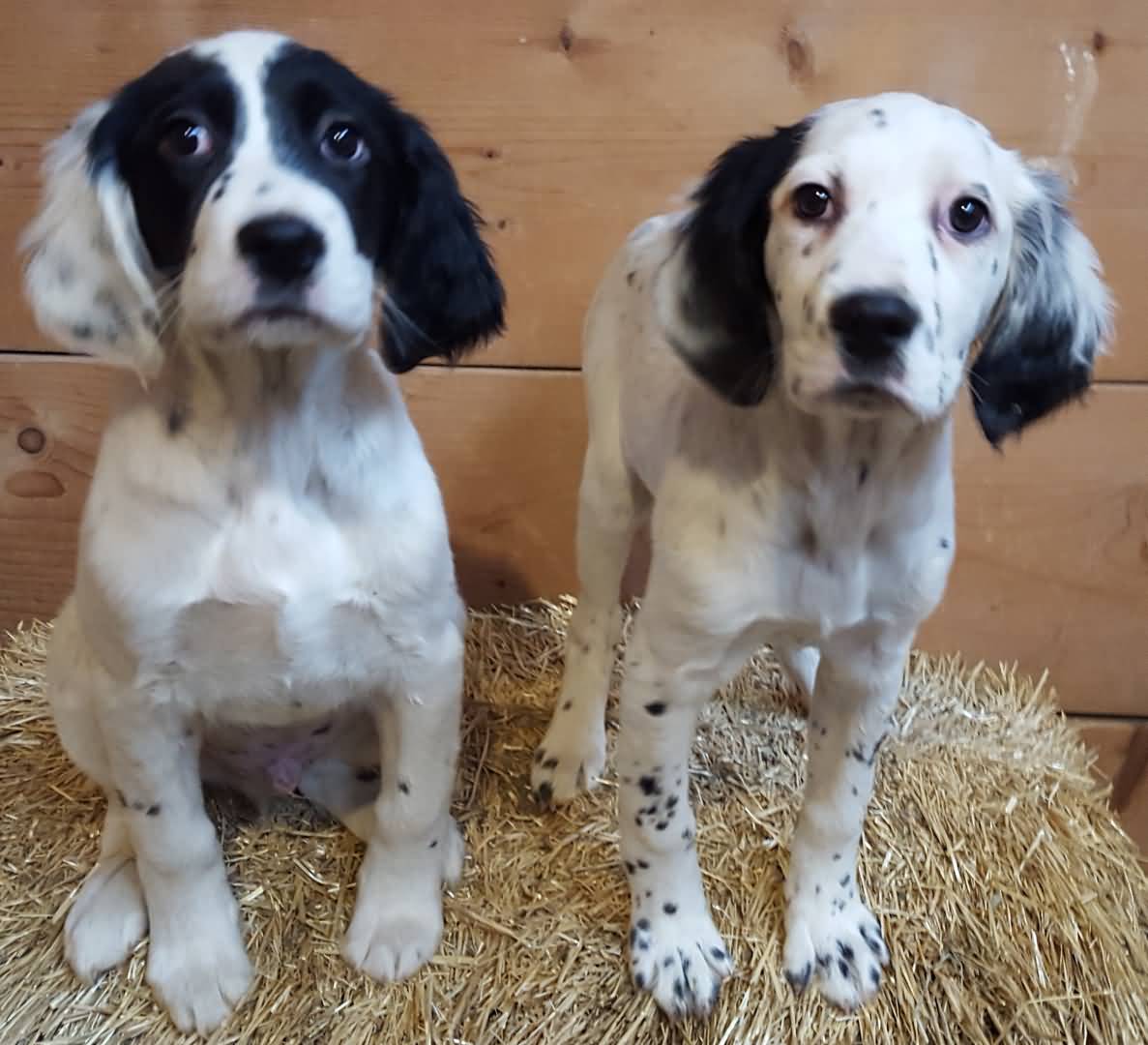 Two Beautiful English Setter Dogs