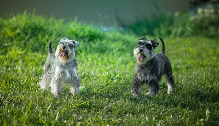 Two Beautiful Miniature Schnauzer Dogs Outside