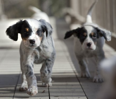 Two Cute English Setter Puppies Walking