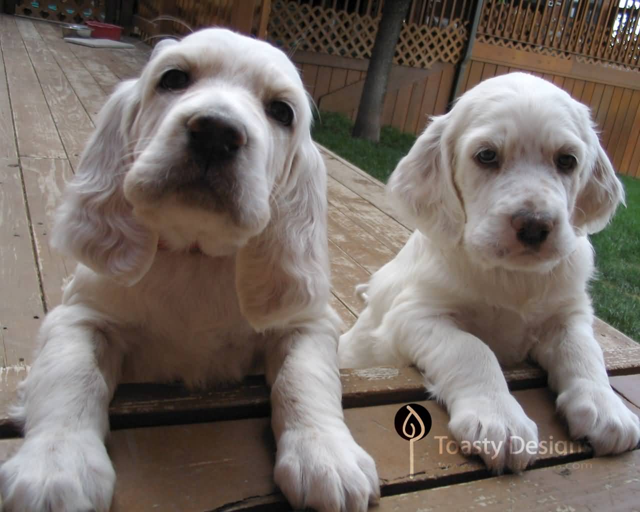 Two Cute English Setter Puppies