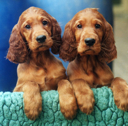 Two Cute Irish Setter Puppies