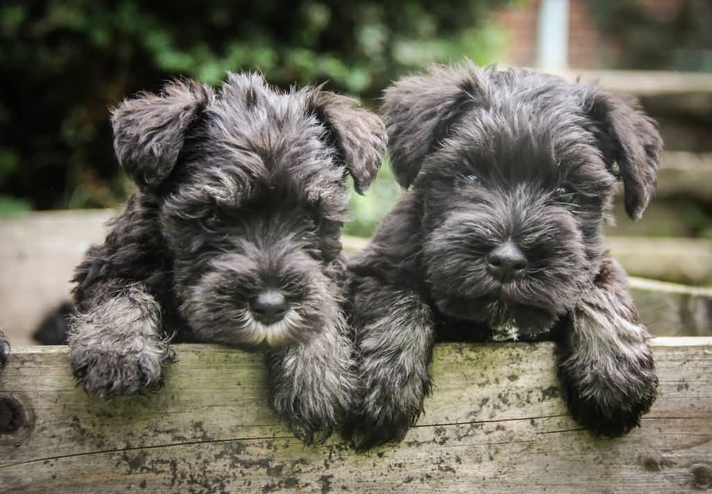 Two Cute Miniature Schnauzer Puppies
