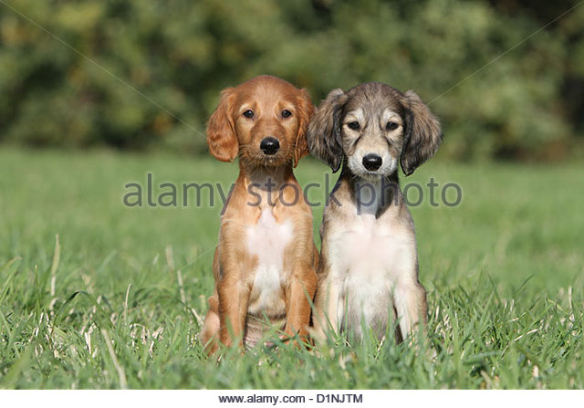 Two Cute Saluki Puppies Sitting On Grass