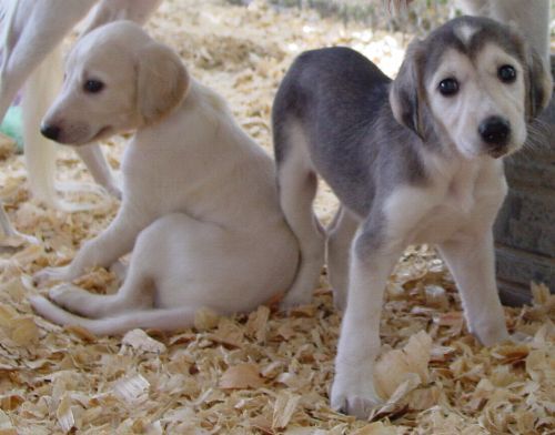 Two Cute  Saluki Puppies